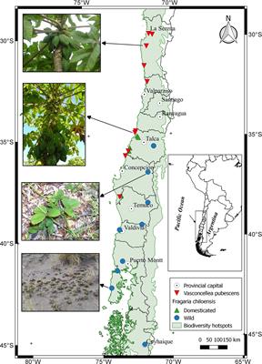 Southern Species From the Biodiversity Hotspot of Central Chile: A Source of Color, Aroma, and Metabolites for Global Agriculture and Food Industry in a Scenario of Climate Change